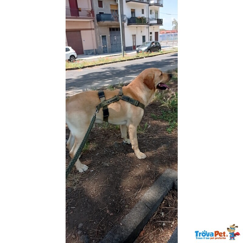 Accoppiamento Labrador Retriever Miele Maschio - Foto n. 2