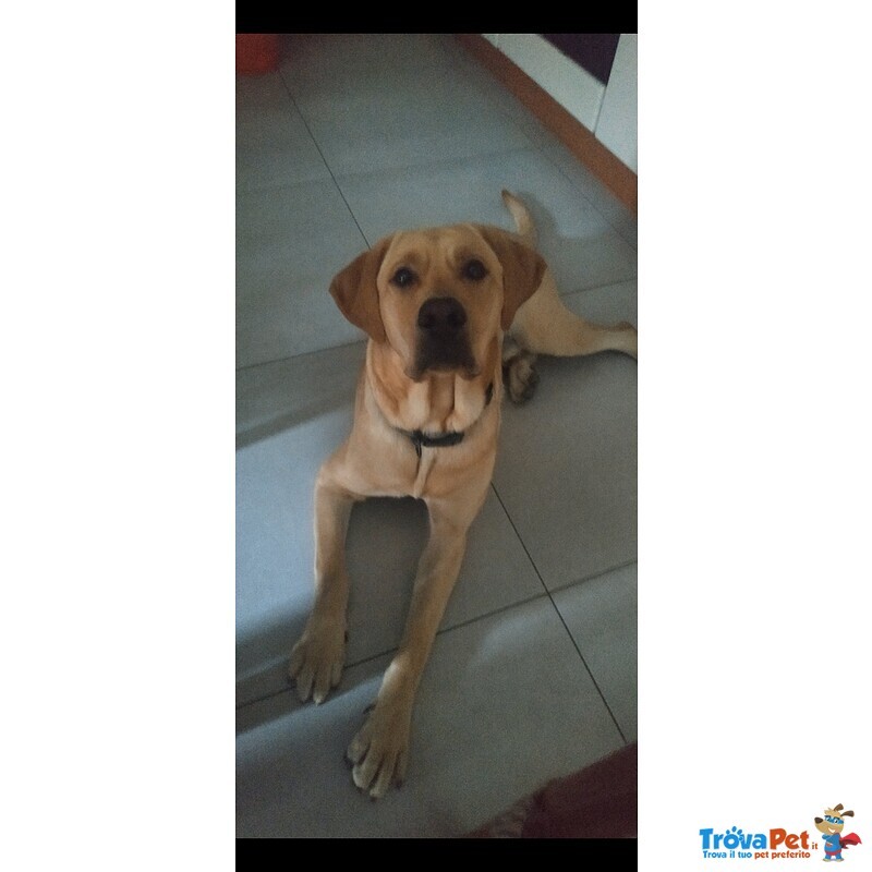 Accoppiamento Labrador Retriever Miele Maschio - Foto n. 4