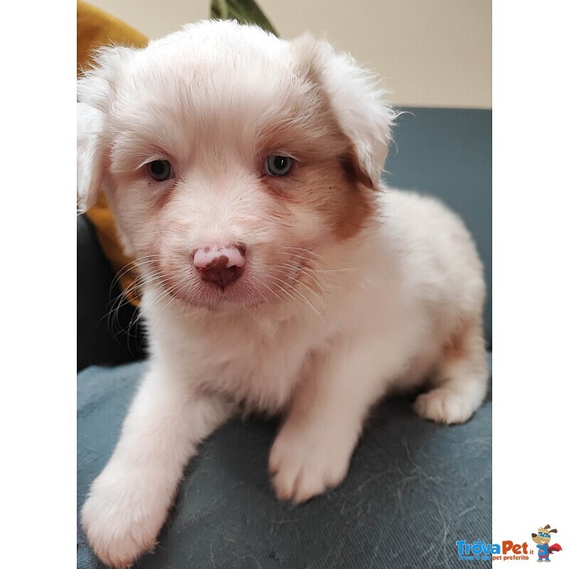 Cuccioli Australia Shepherd (pastore Australiano) red Tricolor e red Merle - Foto n. 1