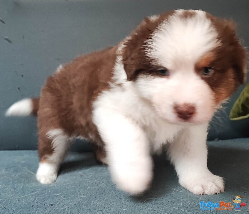 Cuccioli Australia Shepherd (pastore Australiano) red Tricolor e red Merle - Foto n. 4