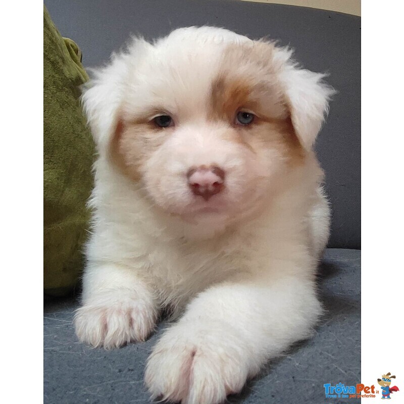 Cuccioli Australia Shepherd (pastore Australiano) red Tricolor e red Merle - Foto n. 5