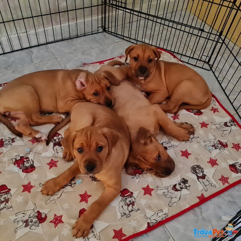 Vendo Bellissimi Cuccioli di Rottweiler - Foto n. 1