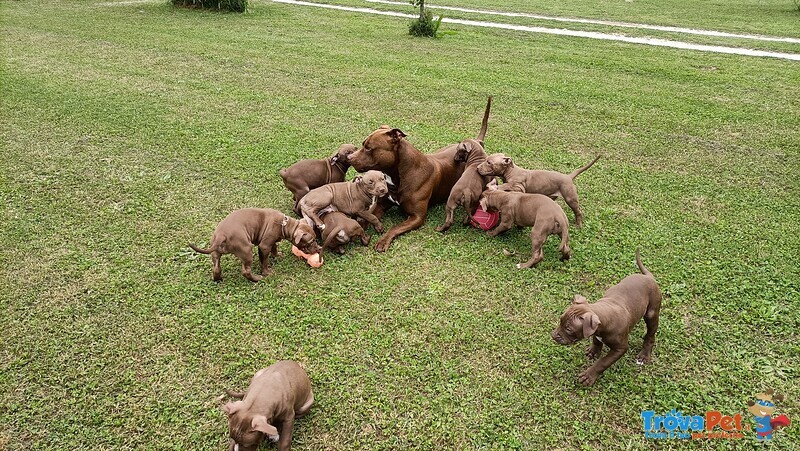 Cuccioli Pitbull red Nose - Foto n. 1