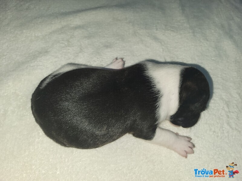 Cuccioli di Staffordshire bull Terrier - Foto n. 9