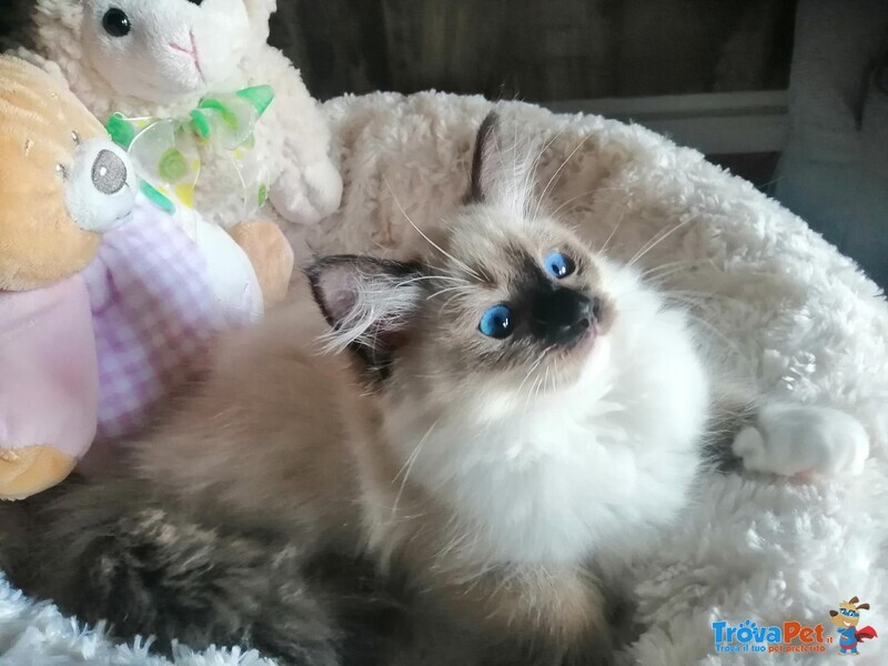 Cucciola di Ragdoll Whiteangels Odalys - Foto n. 3