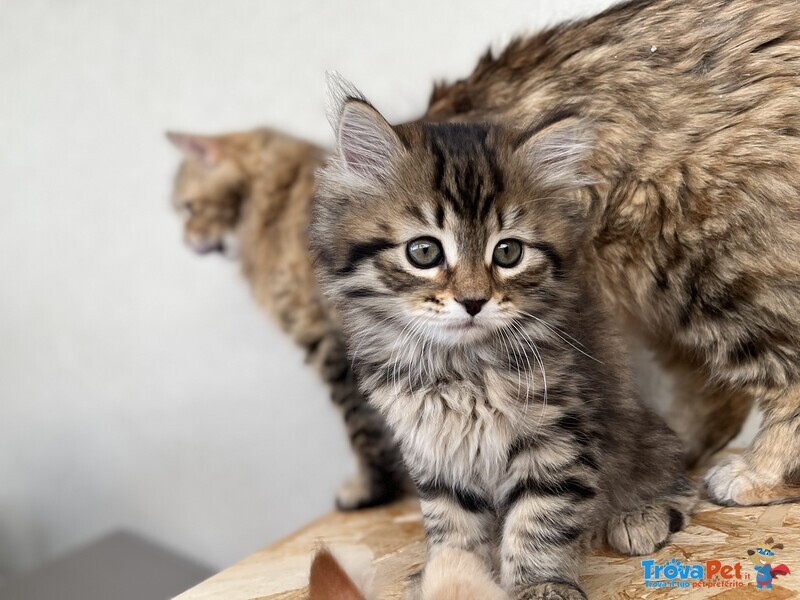 Hanna Gattina Siberiana con Pedigree Anfi - Foto n. 1