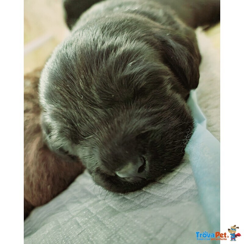 Cuccioli Labrador nero con Pedigree, Bellissimi! - Foto n. 1