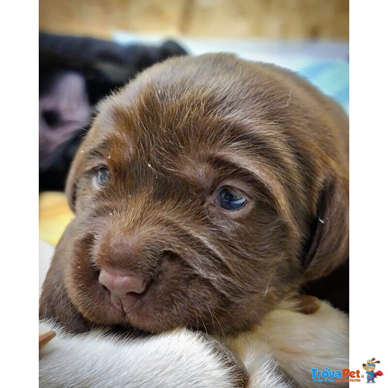 Cuccioli Labrador nero con Pedigree, Bellissimi! - Foto n. 2