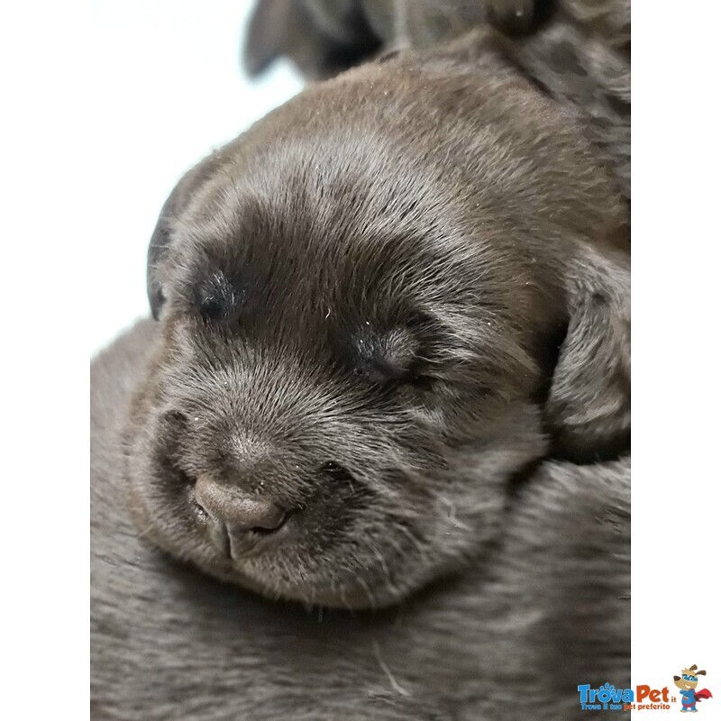 Cuccioli Labrador nero con Pedigree, Bellissimi! - Foto n. 5