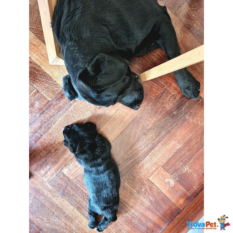 Cuccioli Labrador nero con Pedigree, Bellissimi! - Foto n. 7