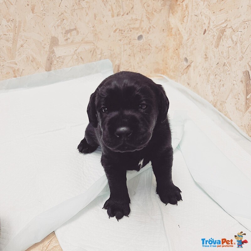 Cuccioli Labrador nero con Pedigree, Bellissimi! - Foto n. 8