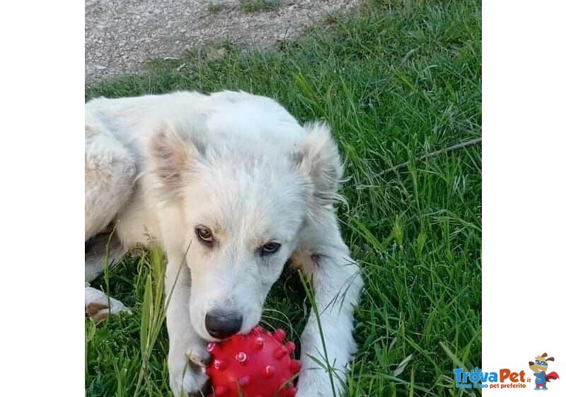 Stella 5/6mesi mix Maremmana le han Tagliato le Orecchie, Buonissima! Frosinone - Foto n. 1