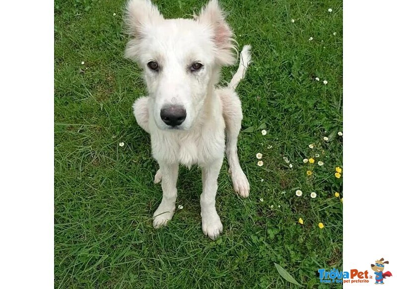 Stella 5/6mesi mix Maremmana le han Tagliato le Orecchie, Buonissima! Frosinone - Foto n. 2