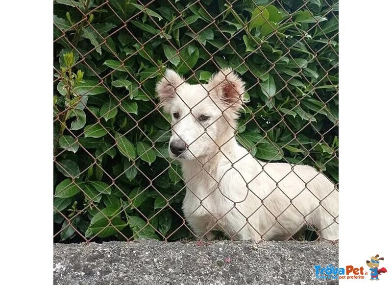 Stella 5/6mesi mix Maremmana le han Tagliato le Orecchie, Buonissima! Frosinone - Foto n. 3