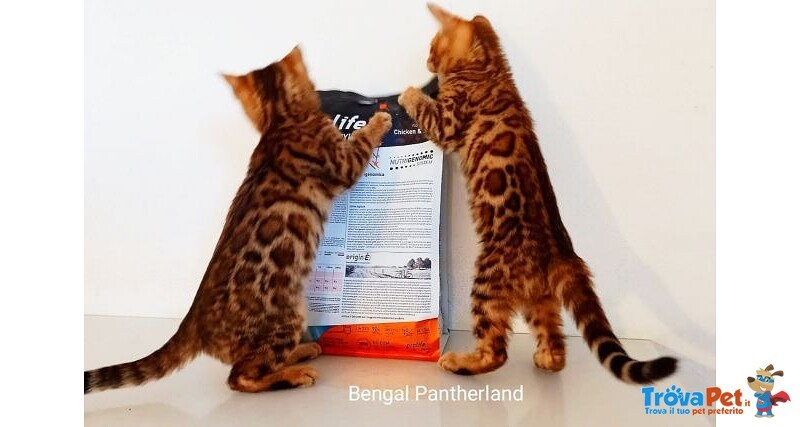 Cuccioli Bengala Bellissimi e Figli di Campioni - Foto n. 4