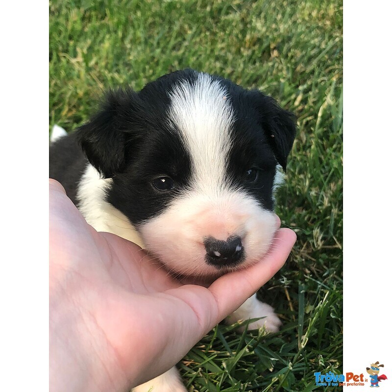 Cuccioli Border Collie Campioni Bellezza - Foto n. 1