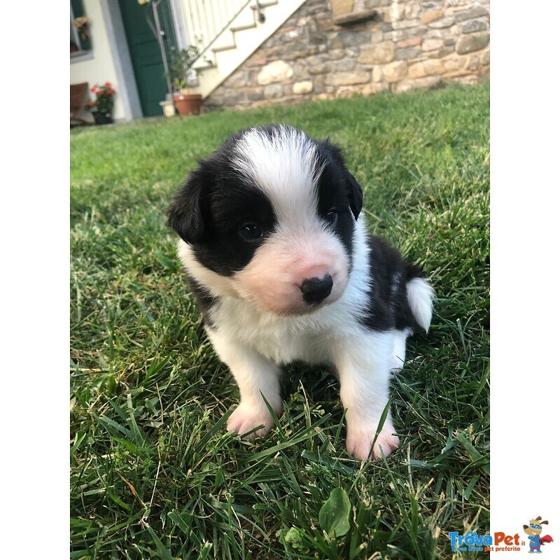 Cuccioli Border Collie Campioni Bellezza - Foto n. 2