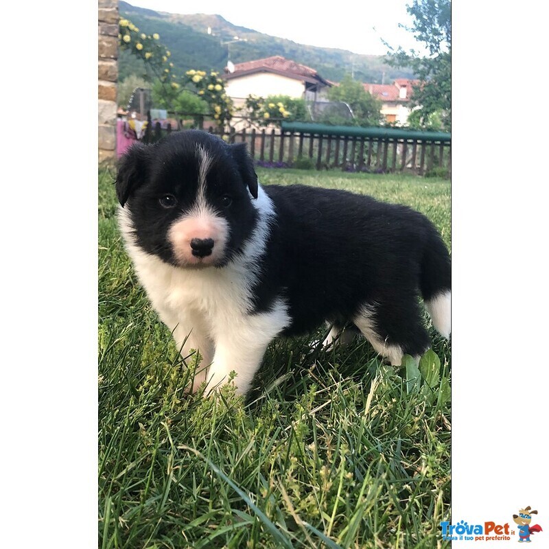 Cuccioli Border Collie Campioni Bellezza - Foto n. 3