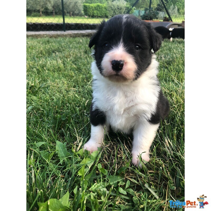 Cuccioli Border Collie Campioni Bellezza - Foto n. 6