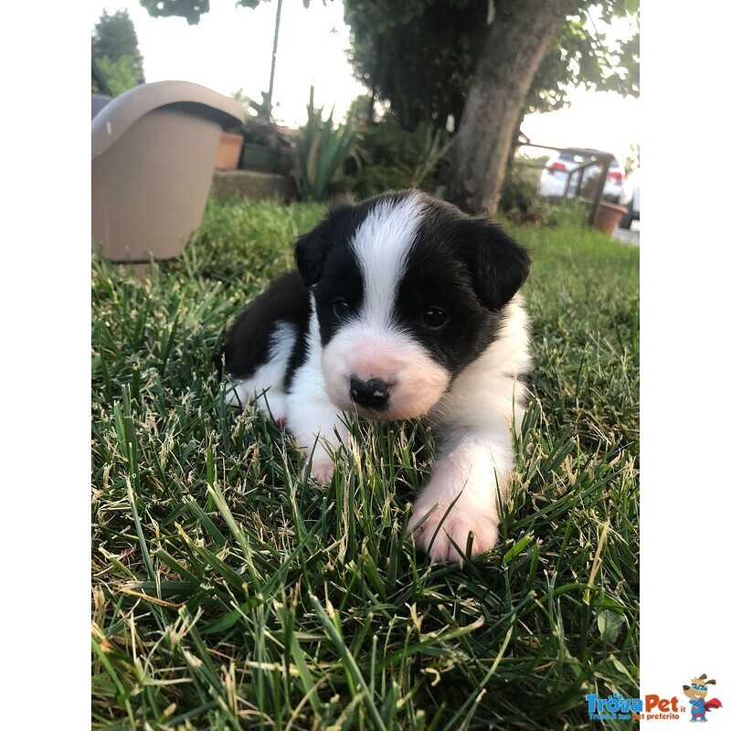 Cuccioli Border Collie Campioni Bellezza - Foto n. 7