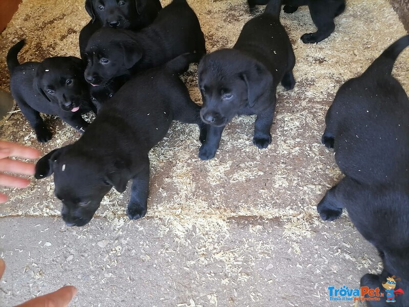 Cuccioli Labrador - Foto n. 1