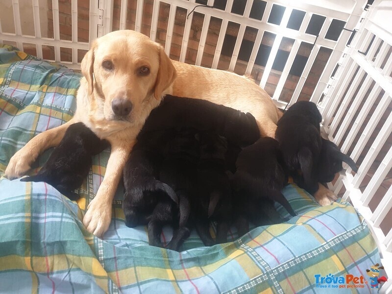 Cuccioli Labrador - Foto n. 2