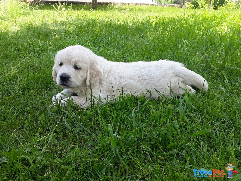 Golden Retriever Cucciola - Foto n. 1