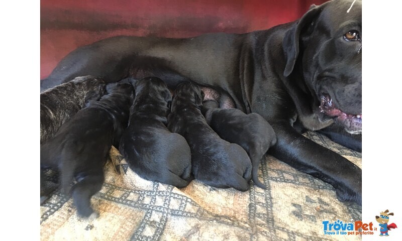 Cuccioli di cane Corso - Foto n. 2