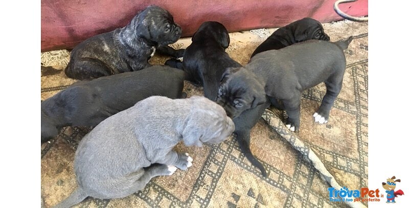 Cuccioli di cane Corso - Foto n. 1