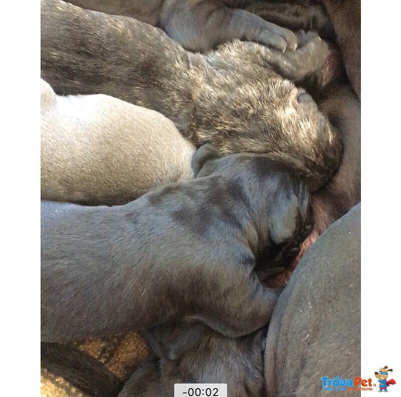 Cuccioli di cane Corso - Foto n. 3