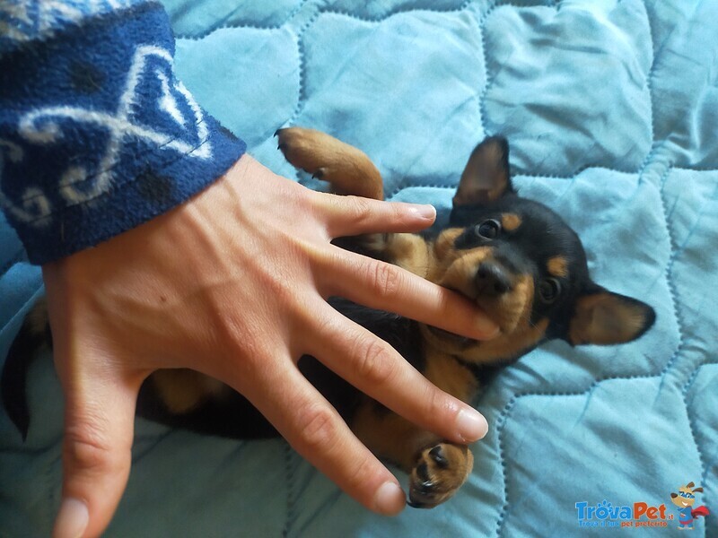 Cucciolo di Pinscher o Pincher Nano - Foto n. 3