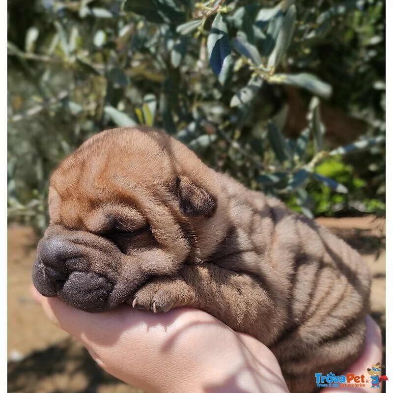 Cuccioli Sharpei - Foto n. 1