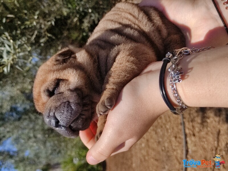 Cuccioli Sharpei - Foto n. 2