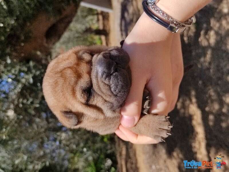 Cuccioli Sharpei - Foto n. 4