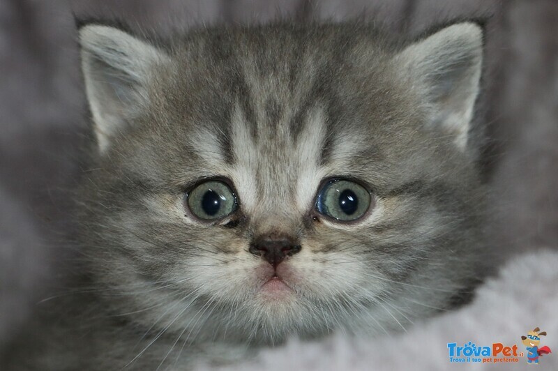 Gattino Scottish Fold - Foto n. 4