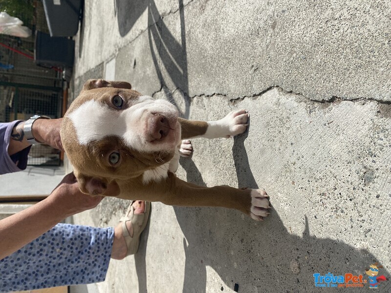 Cuccioli di Pitbull red Nose - Foto n. 3