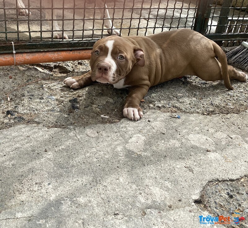 Cuccioli di Pitbull red Nose - Foto n. 4