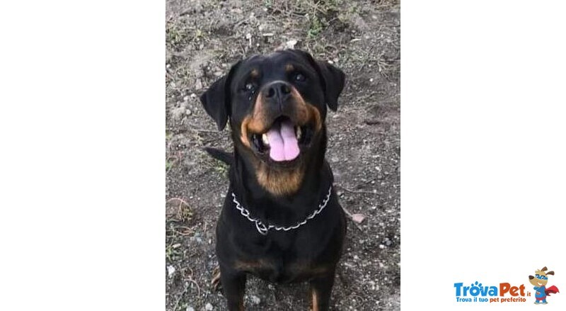 Rottweier 5anni Buonissima Rinuncia di Proprietà!urgente Calabria - Foto n. 1