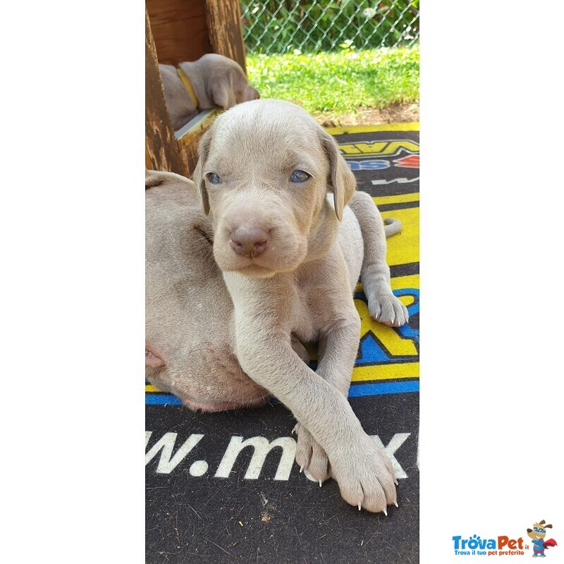 Cuccioli di Weimaraner - Foto n. 2