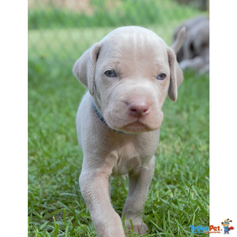 Cuccioli di Weimaraner - Foto n. 3