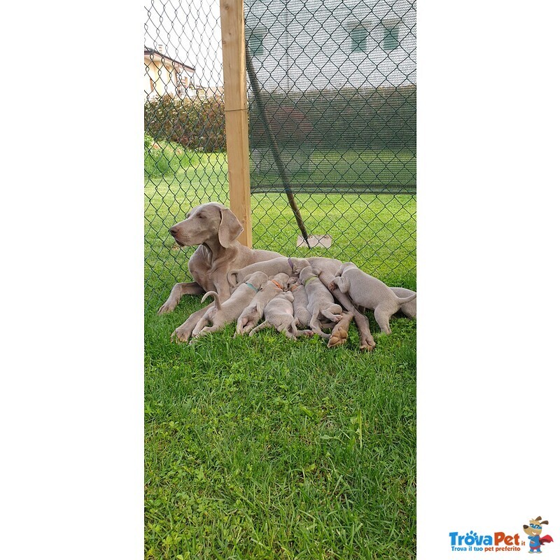 Cuccioli di Weimaraner - Foto n. 1