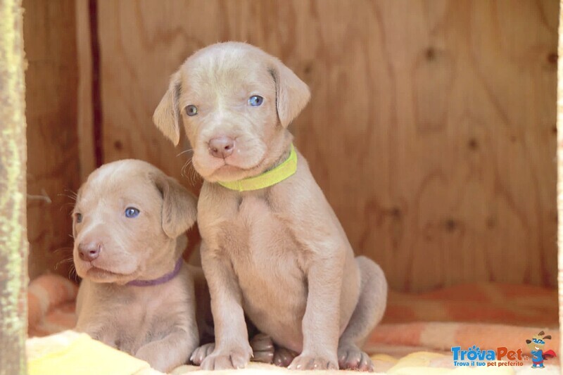 Cuccioli di Weimaraner - Foto n. 4