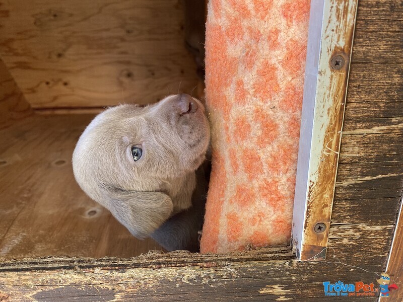 Cuccioli di Weimaraner - Foto n. 5