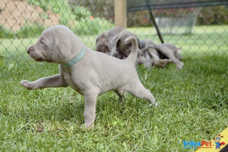 Cuccioli di Weimaraner - Foto n. 8