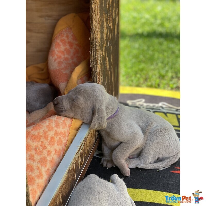 Cuccioli di Weimaraner - Foto n. 9