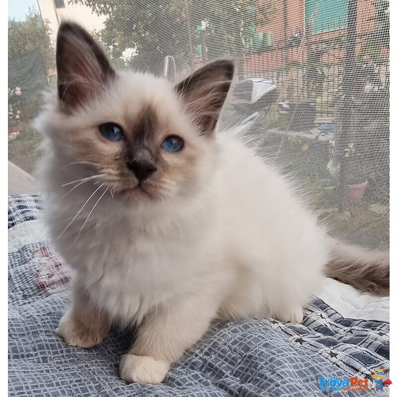 Cuccioli Gatto Sacro di Birmania - Foto n. 2