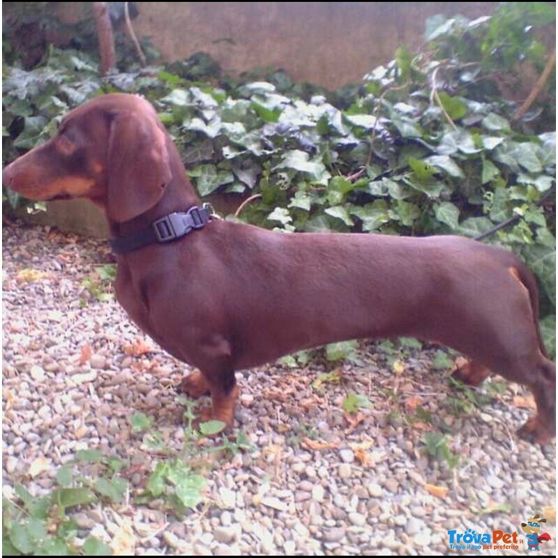 Cuccioli di Bassotto Tedesco a pelo Corto con Pedigree Enci - Foto n. 3