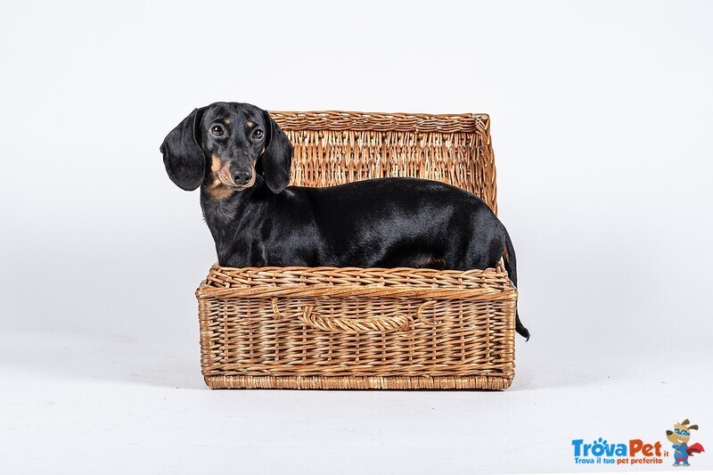 Cuccioli di Bassotto Tedesco a pelo Corto con Pedigree Enci - Foto n. 4