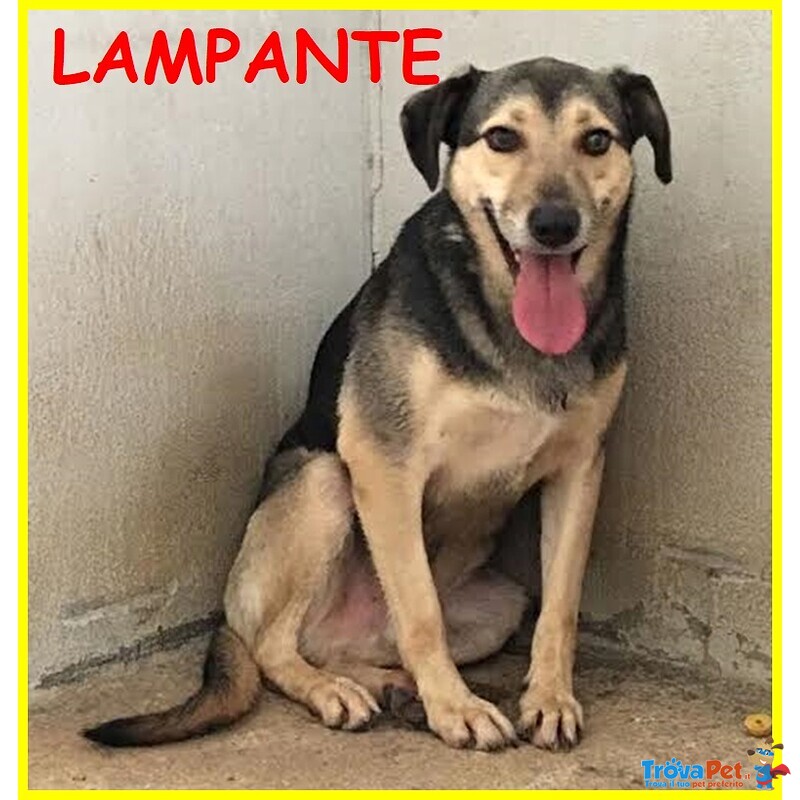 Lampante Lupacchiotto Spaventato in Canile da Sempre - Foto n. 1
