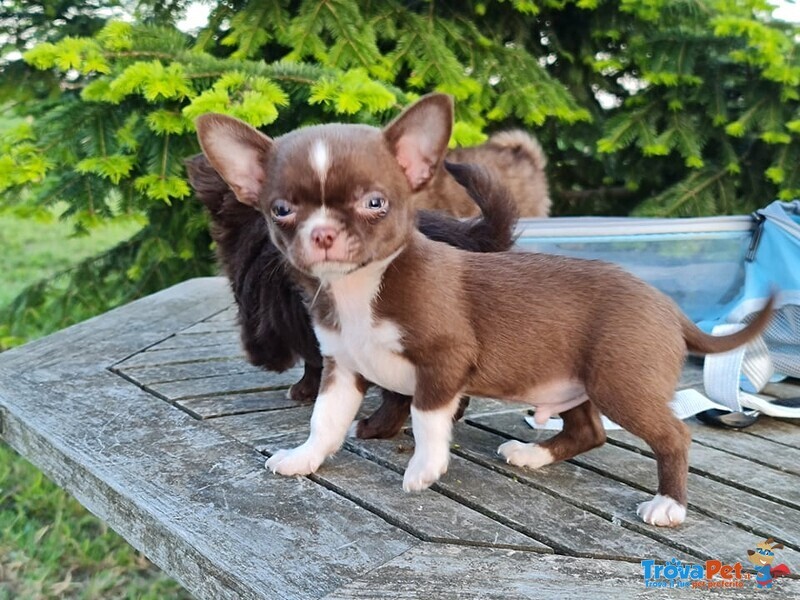 Cucciolo Chihuahua - Foto n. 1